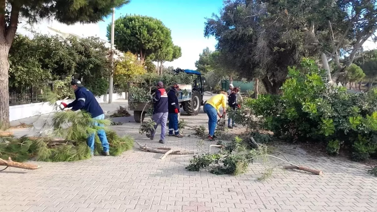 Didim Belediyesi Kış Öncesi Ağaç Budama Çalışmaları Başlattı