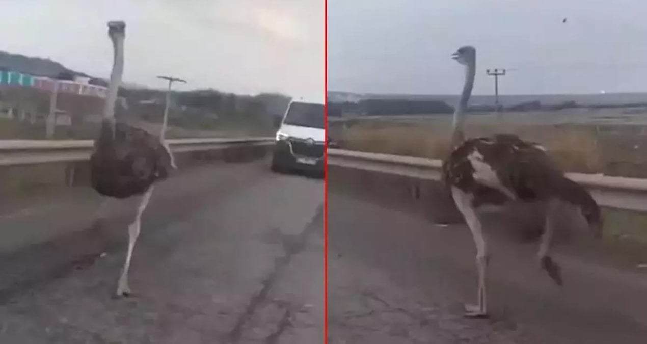 Diyarbakır’da görenleri gülümseten kovalamaca: İş yerinden kaçtı karayoluna girdi, 3 gün sonra bulundu